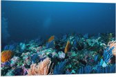 WallClassics - Drapeau - Corail Water marin - Photo sur polyester 105 x 70 cm
