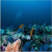 WallClassics - Poster Glossy - Coral Under Water - 50x50 cm Photo sur Papier Poster avec Finition Brillante