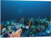 WallClassics - Drapeau - Corail Sous Water - 80x60 cm Photo sur Drapeau Polyester