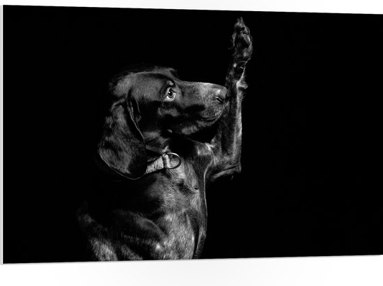 WallClassics - PVC Schuimplaat- Zwarte Hond Zegt 'Hoi' - 105x70 cm Foto op PVC Schuimplaat