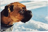 WallClassics - Tuinposter – Hond houdt niet van Sneeuw - 75x50 cm Foto op Tuinposter (wanddecoratie voor buiten en binnen)