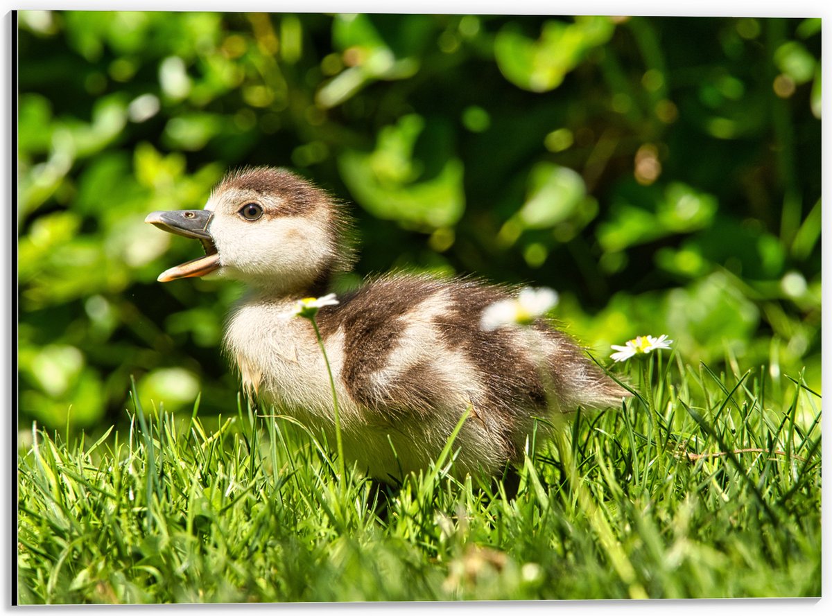 Dibond - Baby Eendje in het Gras - 40x30 cm Foto op Aluminium (Wanddecoratie van metaal)