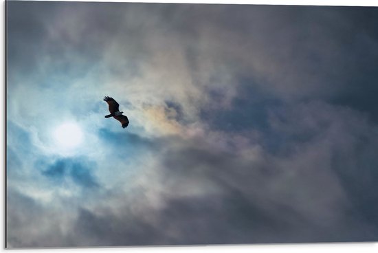 WallClassics - Dibond - Vliegende Roofvogel in de Lucht - 75x50 cm Foto op Aluminium (Wanddecoratie van metaal)