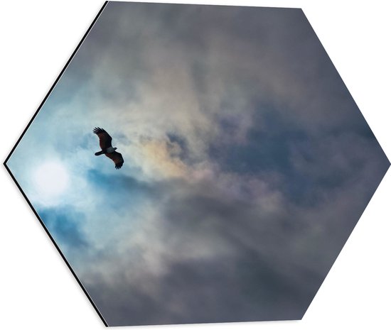 WallClassics - Dibond Hexagon - Vliegende Roofvogel in de Lucht - 50x43.5 cm Foto op Hexagon (Met Ophangsysteem)