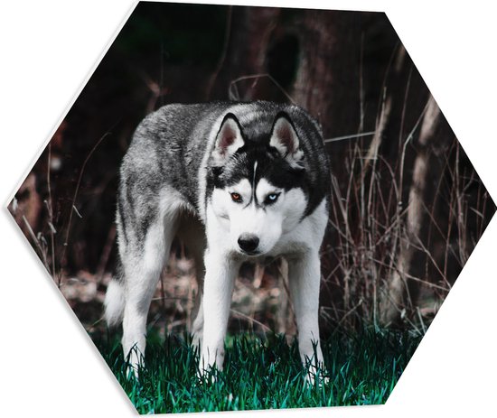 WallClassics - PVC Schuimplaat Hexagon - Zwart met Grijze Hond bij een Bosrand - 60x52.2 cm Foto op Hexagon (Met Ophangsysteem)