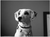 WallClassics - Poster Glanzend – Whippet Hond Zwart - Wit - 40x30 cm Foto op Posterpapier met Glanzende Afwerking