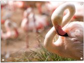 WallClassics - Tuinposter – Flamingo in het Gras - 80x60 cm Foto op Tuinposter (wanddecoratie voor buiten en binnen)