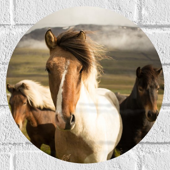 WallClassics - Muursticker Cirkel - Drie Paarden in de Weide - 30x30 cm Foto op Muursticker