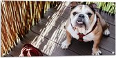 WallClassics - Tuinposter – Bulldog op Houten Planken - 100x50 cm Foto op Tuinposter (wanddecoratie voor buiten en binnen)