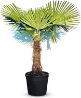 Palmier rustique Trachycarpus Fortunei jusqu'au -18 avec un tronc de 60-80 cm, hauteur totale 160 cm