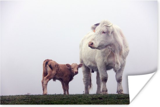 Koe met kalf in de mist poster