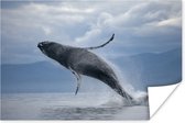 Poster Uit het water springende walvis - 60x40 cm