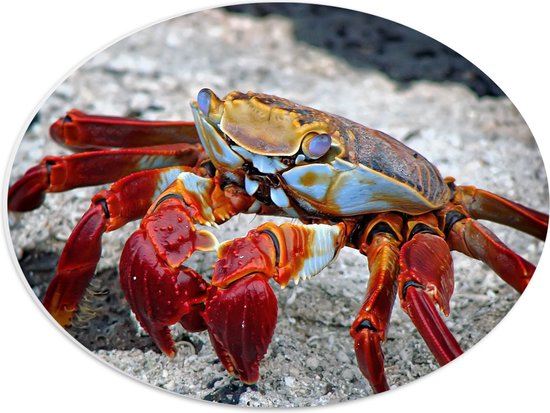 WallClassics - Plaque Ovale en Mousse PVC - Grapsus Grapsus - 40x30 cm Photo sur Ovale (Avec Système d'accrochage)