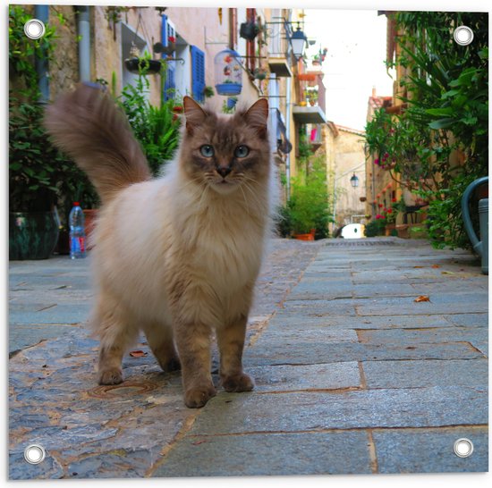 WallClassics - Tuinposter – Ragdoll Kat op Stad - 50x50 cm Foto op Tuinposter  (wanddecoratie voor buiten en binnen)