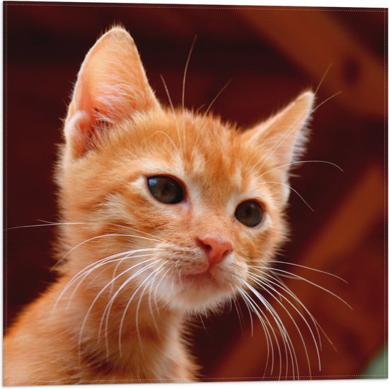 WallClassics - Drapeau - Chaton Oranje - 50x50 cm Photo sur Drapeau Polyester