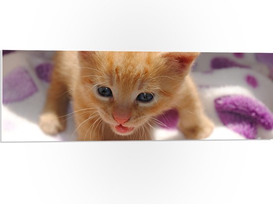 WallClassics - PVC Schuimplaat- Kleine Oranje Kitten - 90x30 cm Foto op PVC Schuimplaat