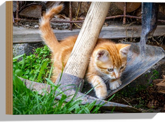 WallClassics - Hout - Kitten in de Tuin - 40x30 cm - 9 mm dik - Foto op Hout (Met Ophangsysteem)