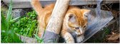 WallClassics - Poster (Matte) - Chaton dans le Jardin - 60x20 cm Photo sur Papier Poster d'aspect Mat