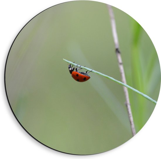 WallClassics - Dibond Muurcirkel - Lieveheerstbeestje op Gras - 40x40 cm Foto op Aluminium Muurcirkel (met ophangsysteem)