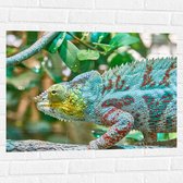 WallClassics - Muursticker - Panterkameleon in de Natuur - 80x60 cm Foto op Muursticker