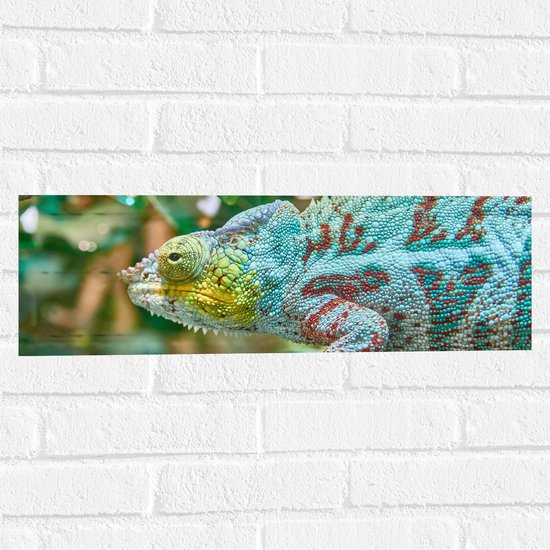 WallClassics - Muursticker - Panterkameleon in de Natuur - 60x20 cm Foto op Muursticker