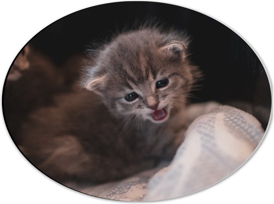 WallClassics - Dibond Ovaal - Lieve Kleine Kitten - 40x30 cm Foto op Ovaal (Met Ophangsysteem)