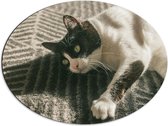 WallClassics - Dibond Ovaal - Witte Kat met Zwart Hoofd - 68x51 cm Foto op Ovaal (Met Ophangsysteem)