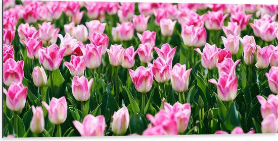 Dibond - Roze Bloemen in Bloemenveld - 100x50 cm Foto op Aluminium (Wanddecoratie van metaal)