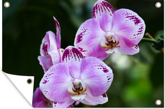 Muurdecoratie Orchideeën in bloei - 180x120 cm - Tuinposter - Tuindoek - Buitenposter