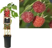 Klimplant Rubus Malling Promise (framboos)