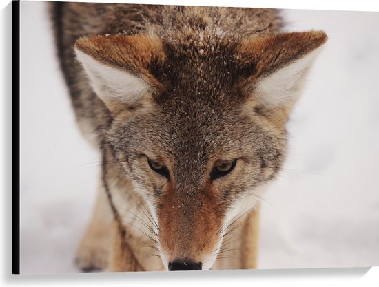 WallClassics - Canvas - Coyote Wolf in de Sneeuw van Dichtbij - 100x75 cm Foto op Canvas Schilderij (Wanddecoratie op Canvas)