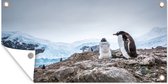 Schuttingposter Pinguïns staan op een rots op Antarctica - 200x100 cm - Tuindoek