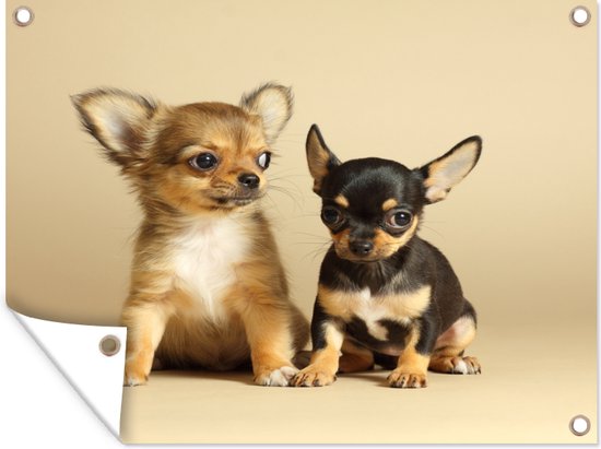 Tuinschilderij Twee kleine Chihuahua puppy's - 80x60 cm - Tuinposter - Tuindoek - Buitenposter