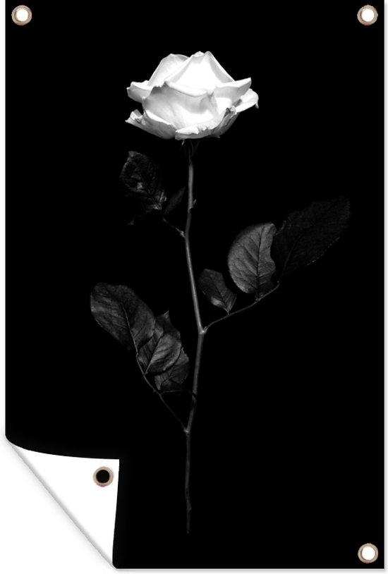 Muurdecoratie Een witte roos op een zwarte achtergrond - zwart wit - 120x180 cm - Tuinposter - Tuindoek - Buitenposter