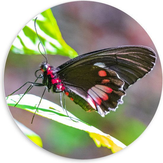 PVC Schuimplaat Muurcirkel - Parides Photinus Vlinder op Blad van Groene Plant - 60x60 cm Foto op Muurcirkel (met ophangsysteem)