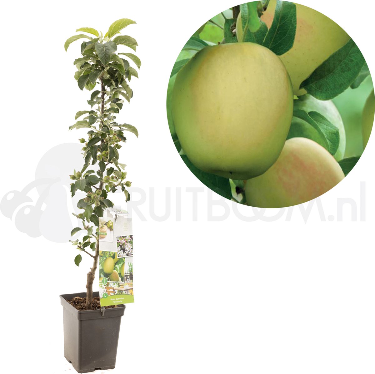 Malus dom. Greencats zuilvorm