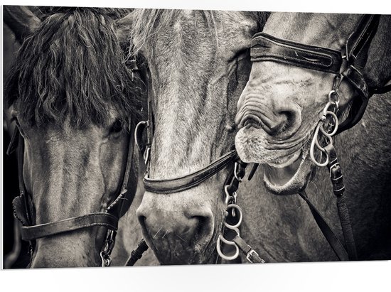 WallClassics - PVC Schuimplaat - Drie Paarden met Halsters in het Zwart Wit - 105x70 cm Foto op PVC Schuimplaat (Met Ophangsysteem)