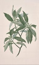 IXXI Timonius Timon - Wanddecoratie - Bloemen en Planten - 60 x 100 cm