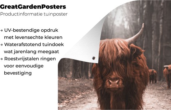 Affiche de Jardin Highlander écossais - Animaux - Vaches - 200x200 cm