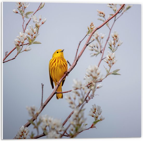 WallClassics - PVC Schuimplaat- Gele Vogel op Tak met Bloemen - Mangrovezanger - 50x50 cm Foto op PVC Schuimplaat