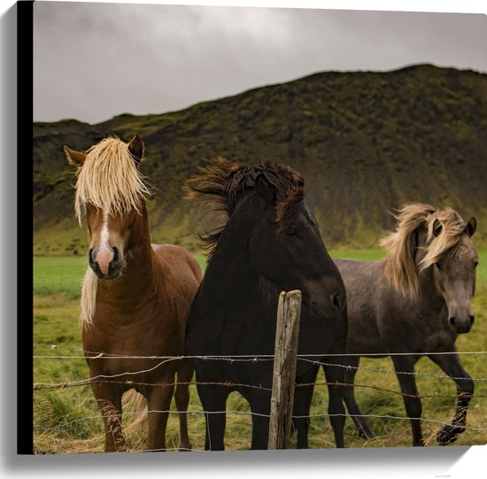 WallClassics - Canvas - Drietal Paarden in Verschillende Kleuren - 60x60 cm Foto op Canvas Schilderij (Wanddecoratie op Canvas)