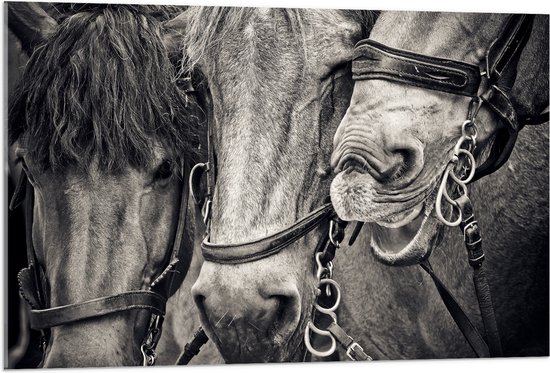 WallClassics - Acrylglas - Drie Paarden met Halsters in het Zwart Wit - 105x70 cm Foto op Acrylglas (Wanddecoratie op Acrylaat)