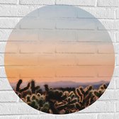 WallClassics - Muursticker Cirkel - Cylindropuntia Fulgida Plantjes voor Berglandschap met Oranje Lucht - 70x70 cm Foto op Muursticker