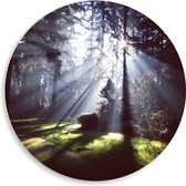 WallClassics - PVC Schuimplaat Muurcirkel - Zon Schijnt door Bomen - 50x50 cm Foto op Muurcirkel (met ophangsysteem)