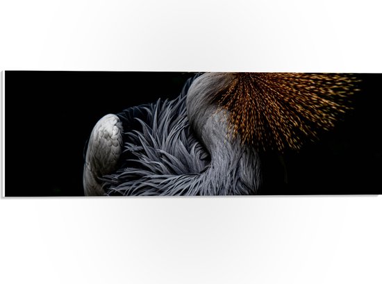 WallClassics - PVC Schuimplaat- Grijze Kroonkraanvogel op Zwarte Achtergrond - 60x20 cm Foto op PVC Schuimplaat