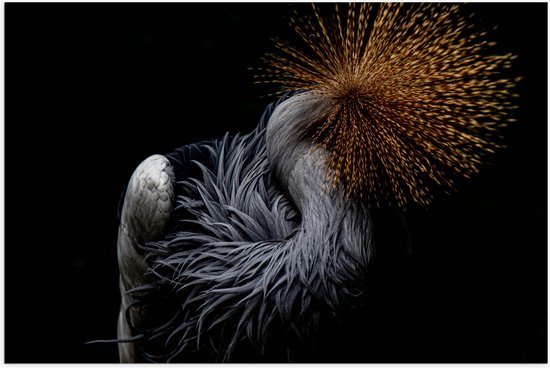 WallClassics - Poster Glanzend – Grijze Kroonkraanvogel op Zwarte Achtergrond - 105x70 cm Foto op Posterpapier met Glanzende Afwerking
