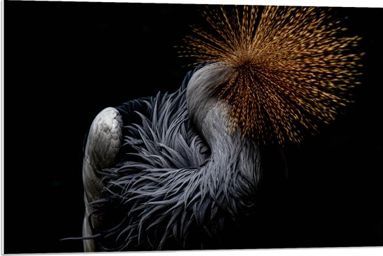 WallClassics - PVC Schuimplaat - Grijze Kroonkraanvogel op Zwarte Achtergrond - 90x60 cm Foto op PVC Schuimplaat (Met Ophangsysteem)