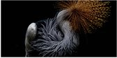 WallClassics - Poster Glanzend – Grijze Kroonkraanvogel op Zwarte Achtergrond - 100x50 cm Foto op Posterpapier met Glanzende Afwerking