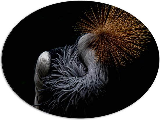 WallClassics - Dibond Ovaal - Grijze Kroonkraanvogel op Zwarte Achtergrond - 80x60 cm Foto op Ovaal (Met Ophangsysteem)