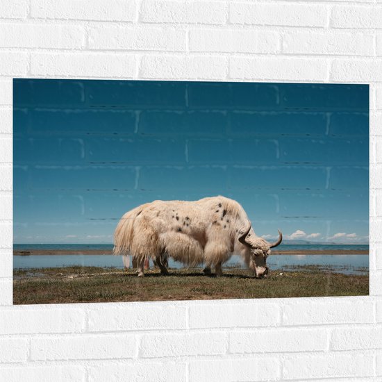WallClassics - Muursticker - Grazende Witte Stier bij het Water - 90x60 cm Foto op Muursticker